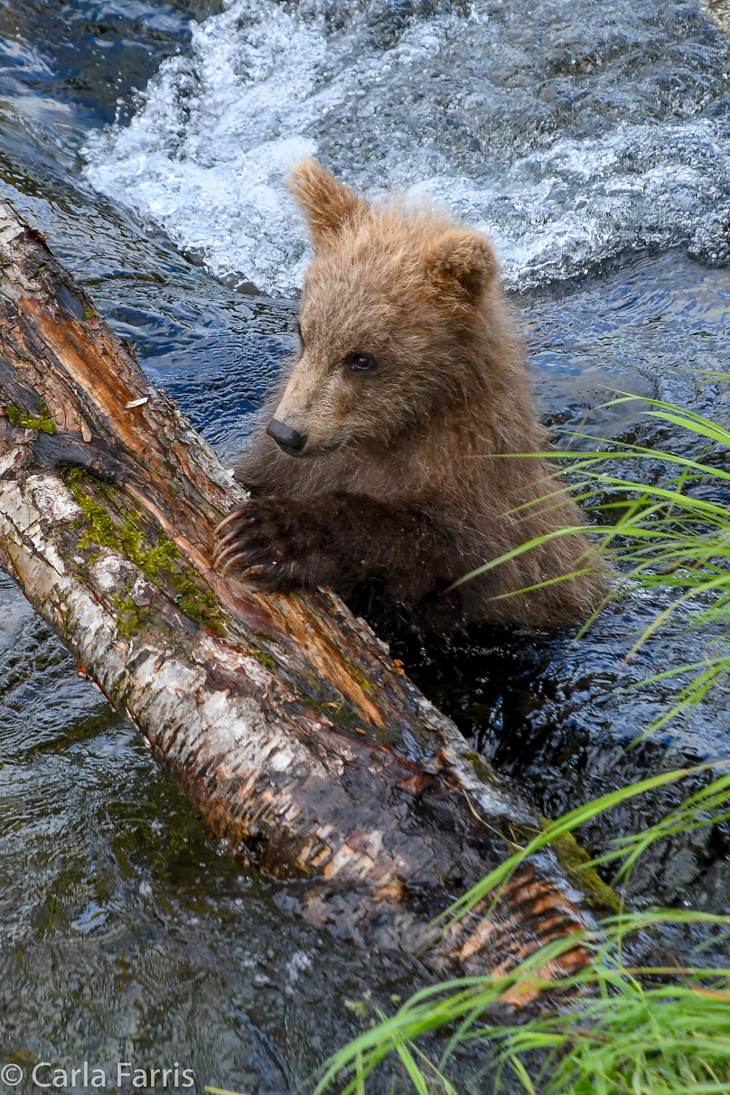 Grazer (128) cub(s)