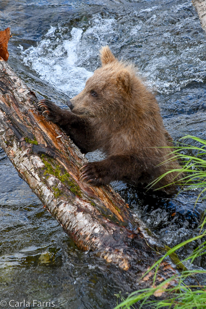 Grazer (128) cub(s)