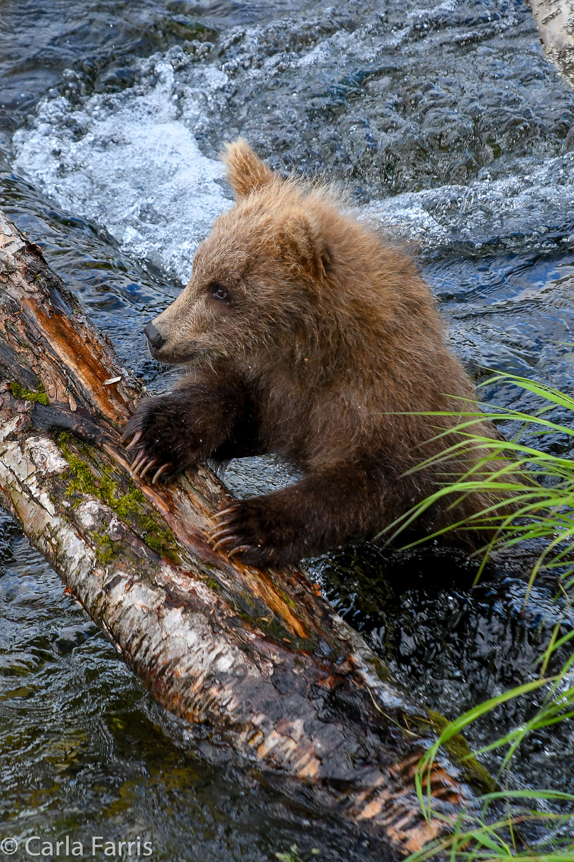 Grazer (128) cub(s)