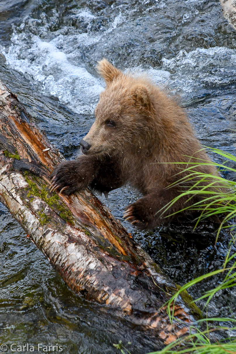 Grazer (128) cub(s)