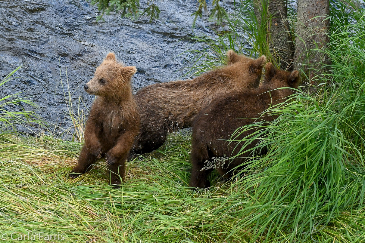 Grazer (128) cub(s)