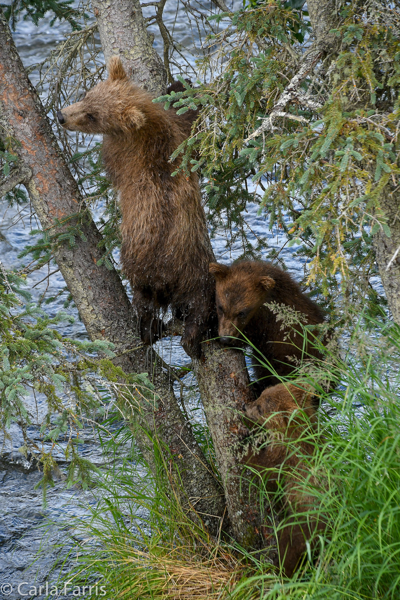 Grazer (128) cub(s)