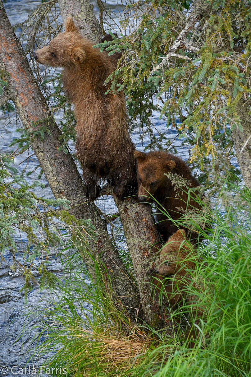 Grazer (128) cub(s)