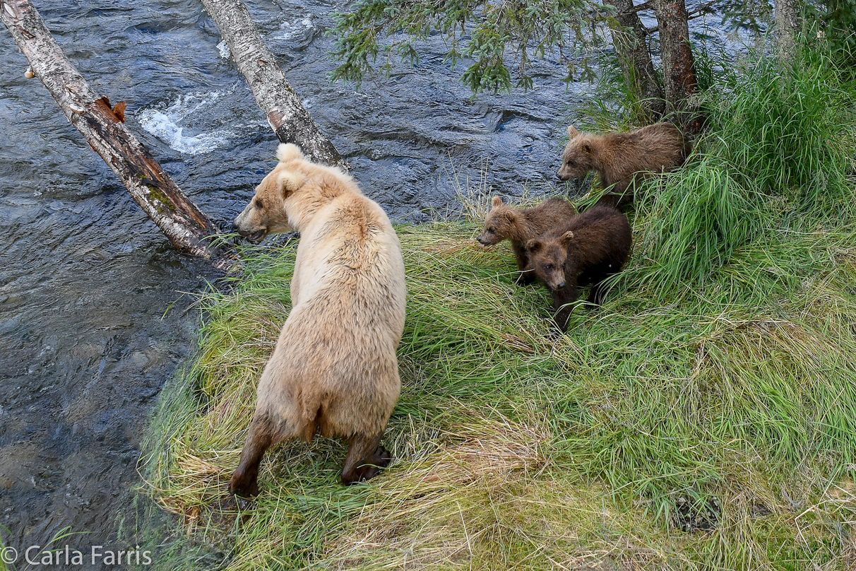 Grazer (128) & cubs