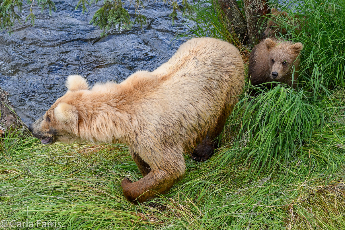 Grazer (128) & cubs