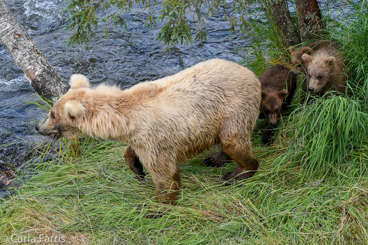 Grazer (128) & cubs