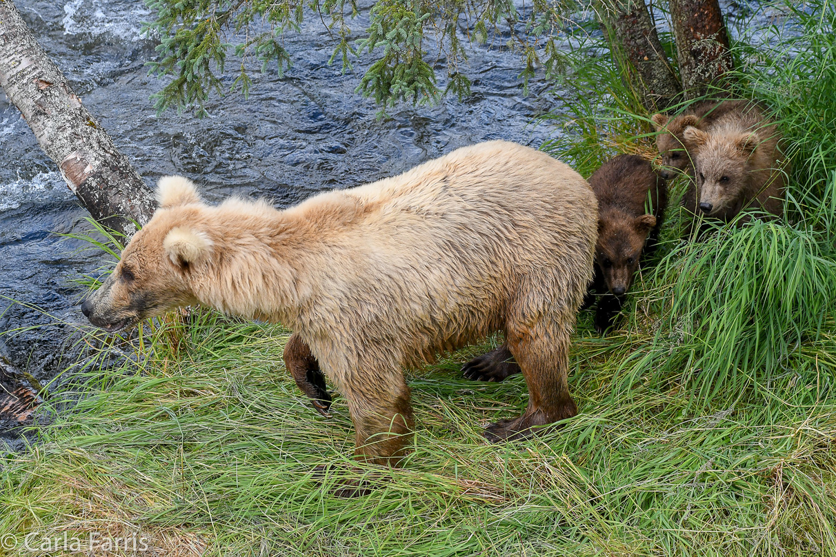 Grazer (128) & cubs