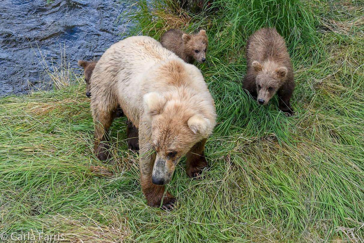 Grazer (128) & cubs