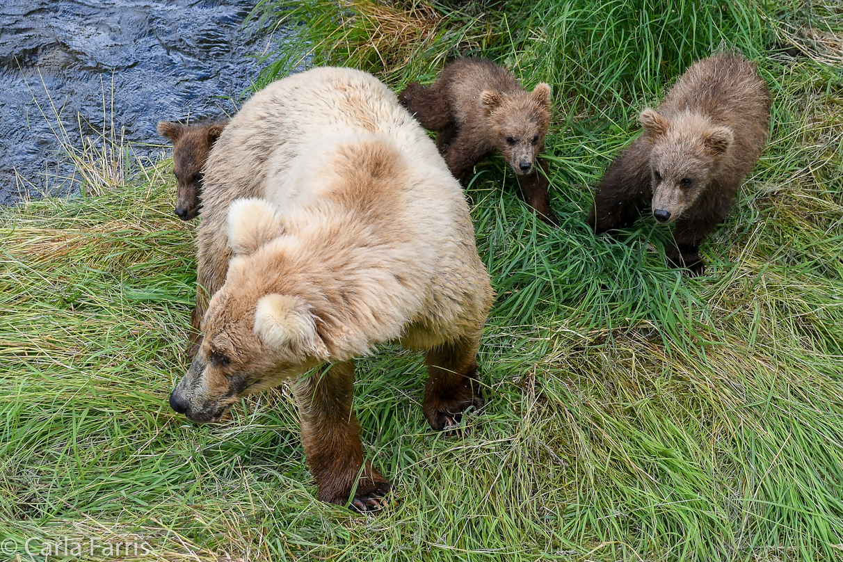 Grazer (128) & cubs