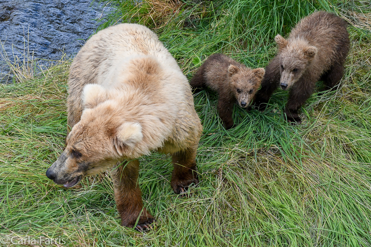 Grazer (128) & cubs