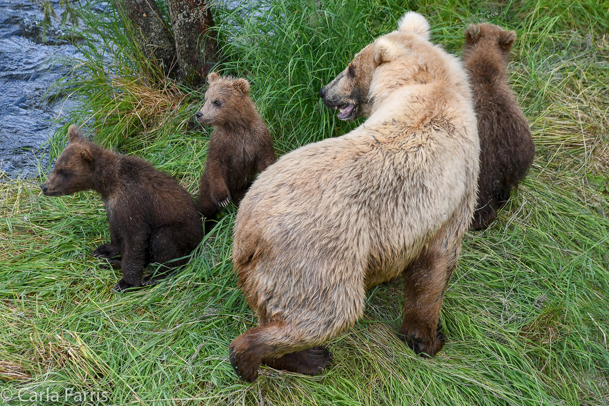 Grazer (128) & cubs