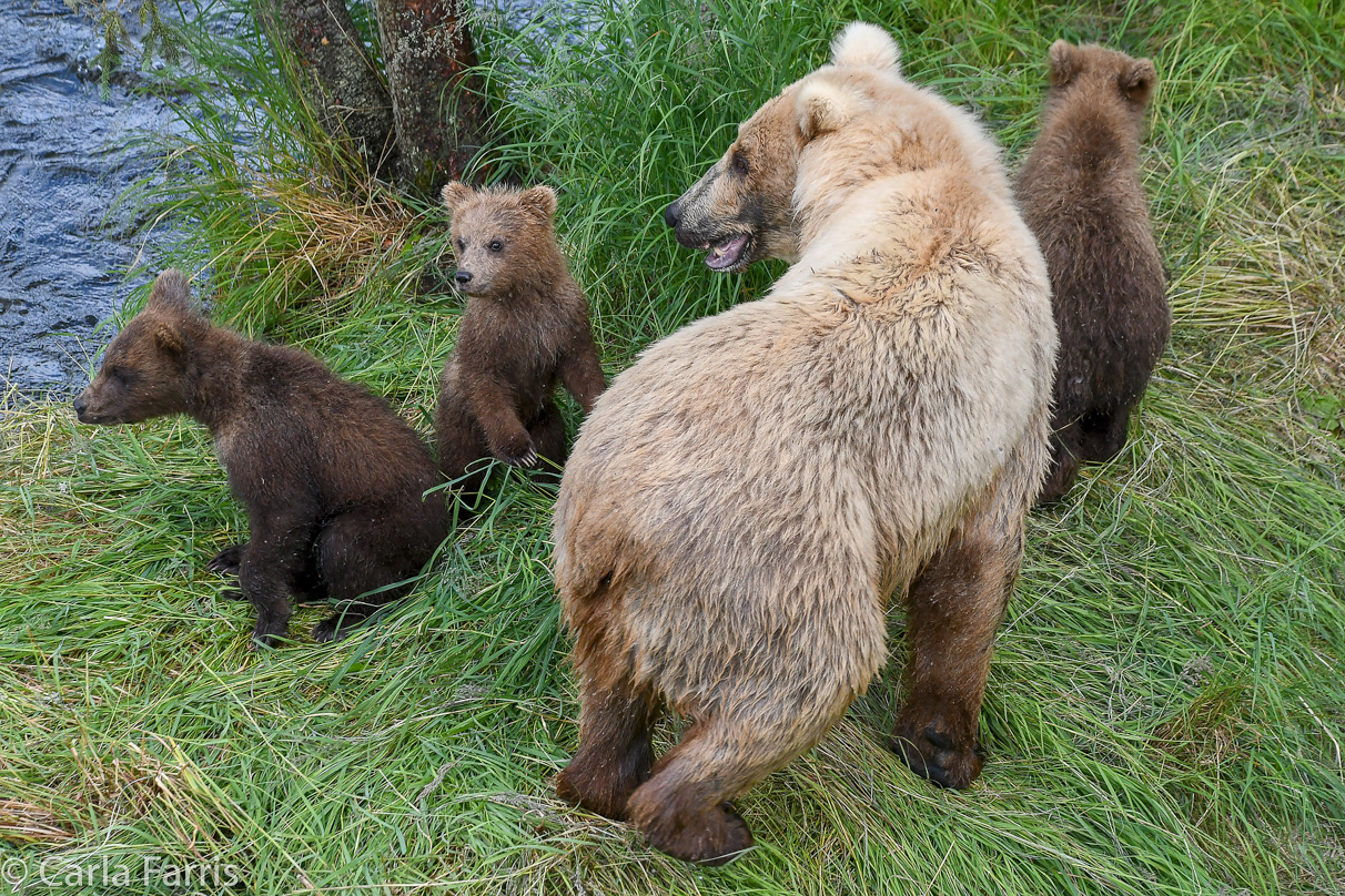 Grazer (128) & cubs