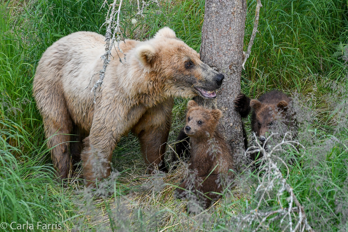 Grazer (128) & cubs