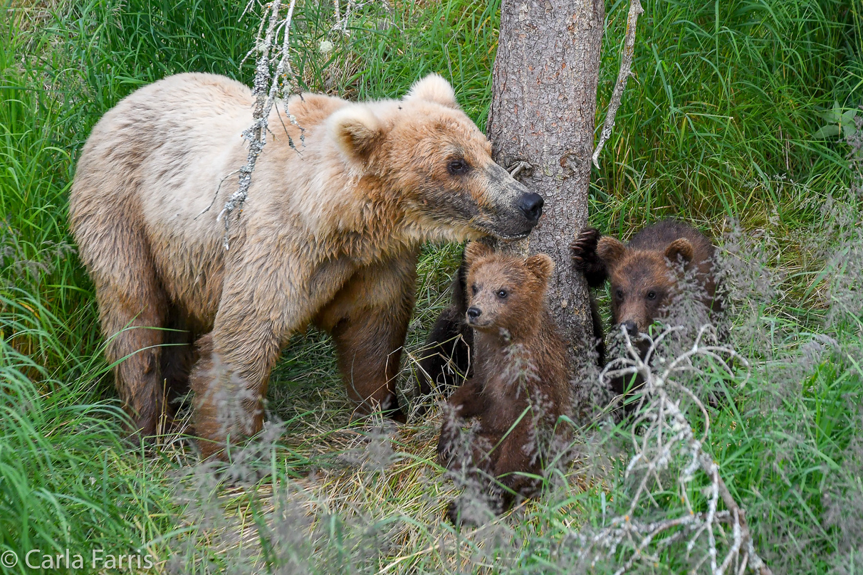 Grazer (128) & cubs