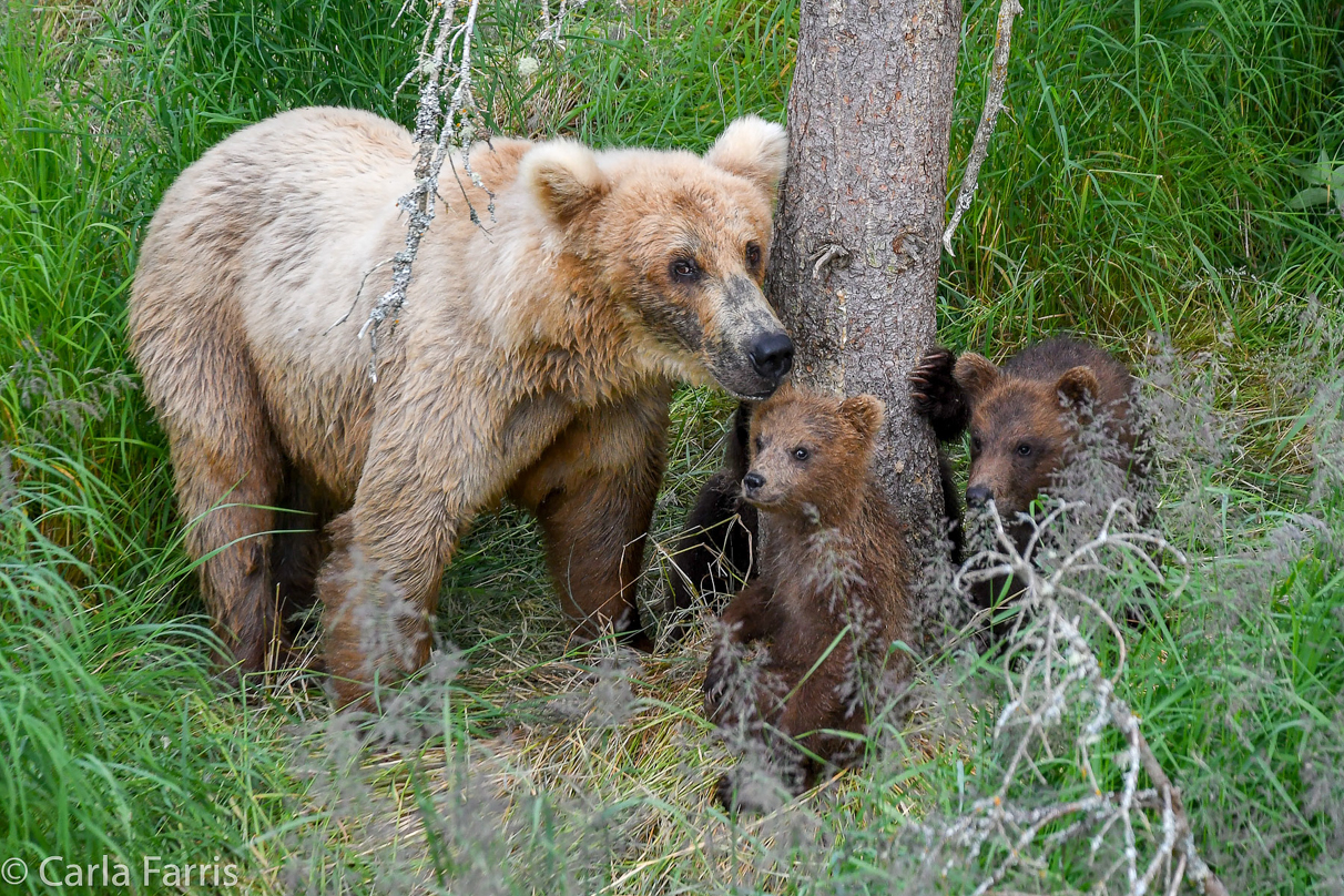 Grazer (128) & cubs