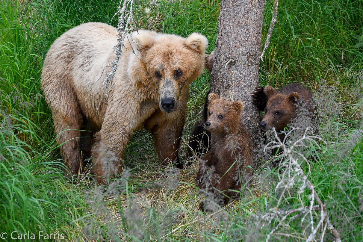 Grazer (128) & cubs