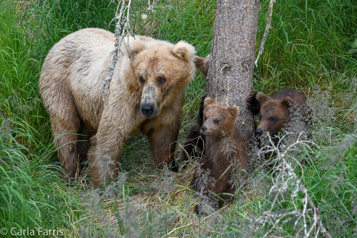 Grazer (128) & cubs