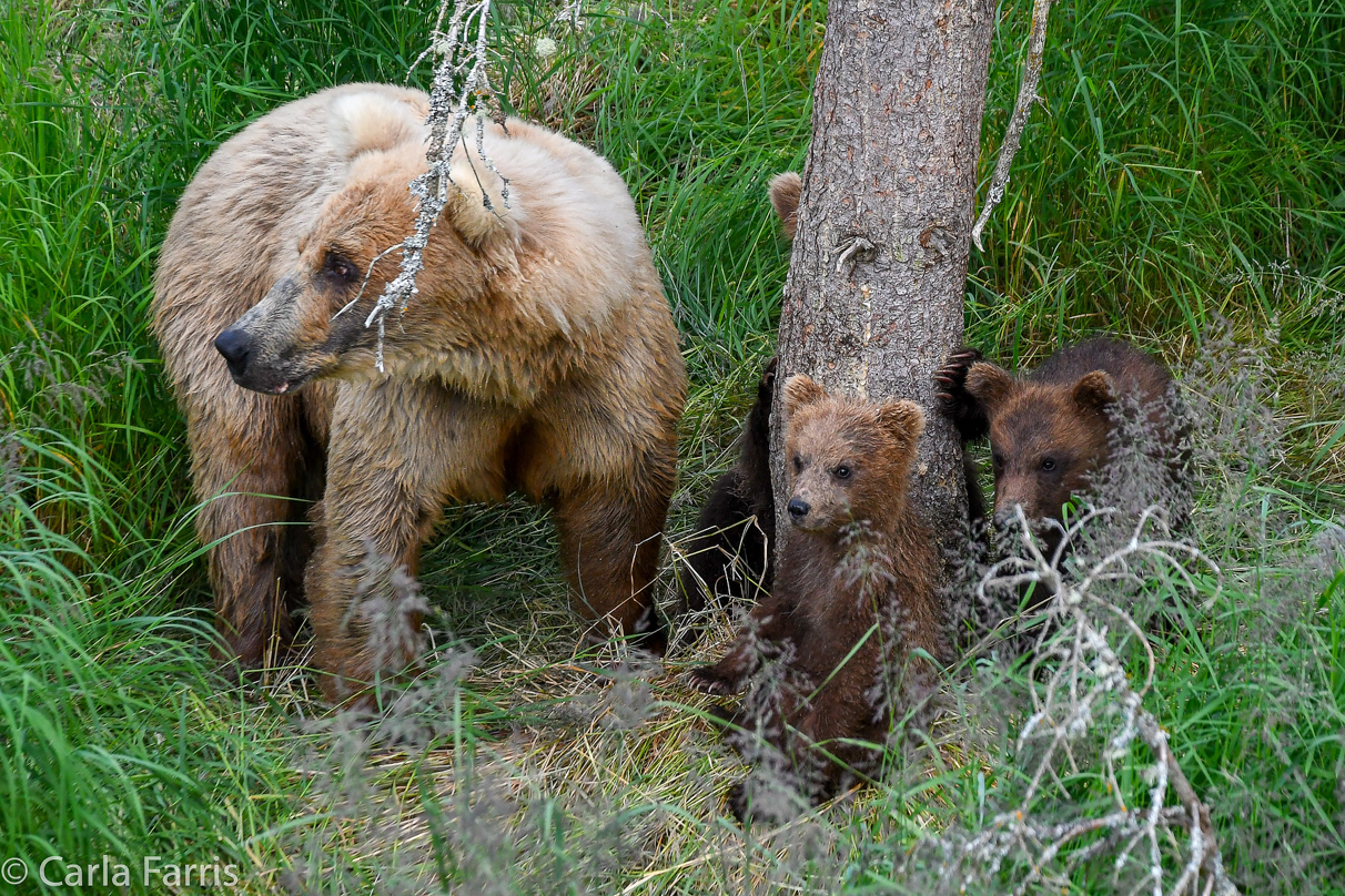 Grazer (128) & cubs