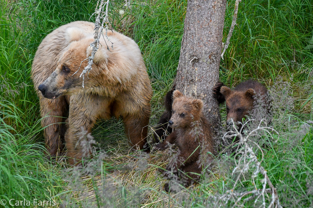 Grazer (128) & cubs