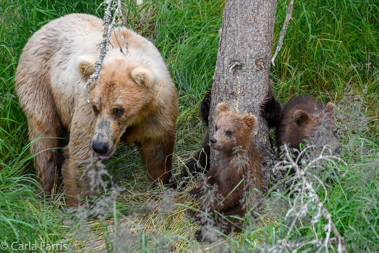 Grazer (128) & cubs