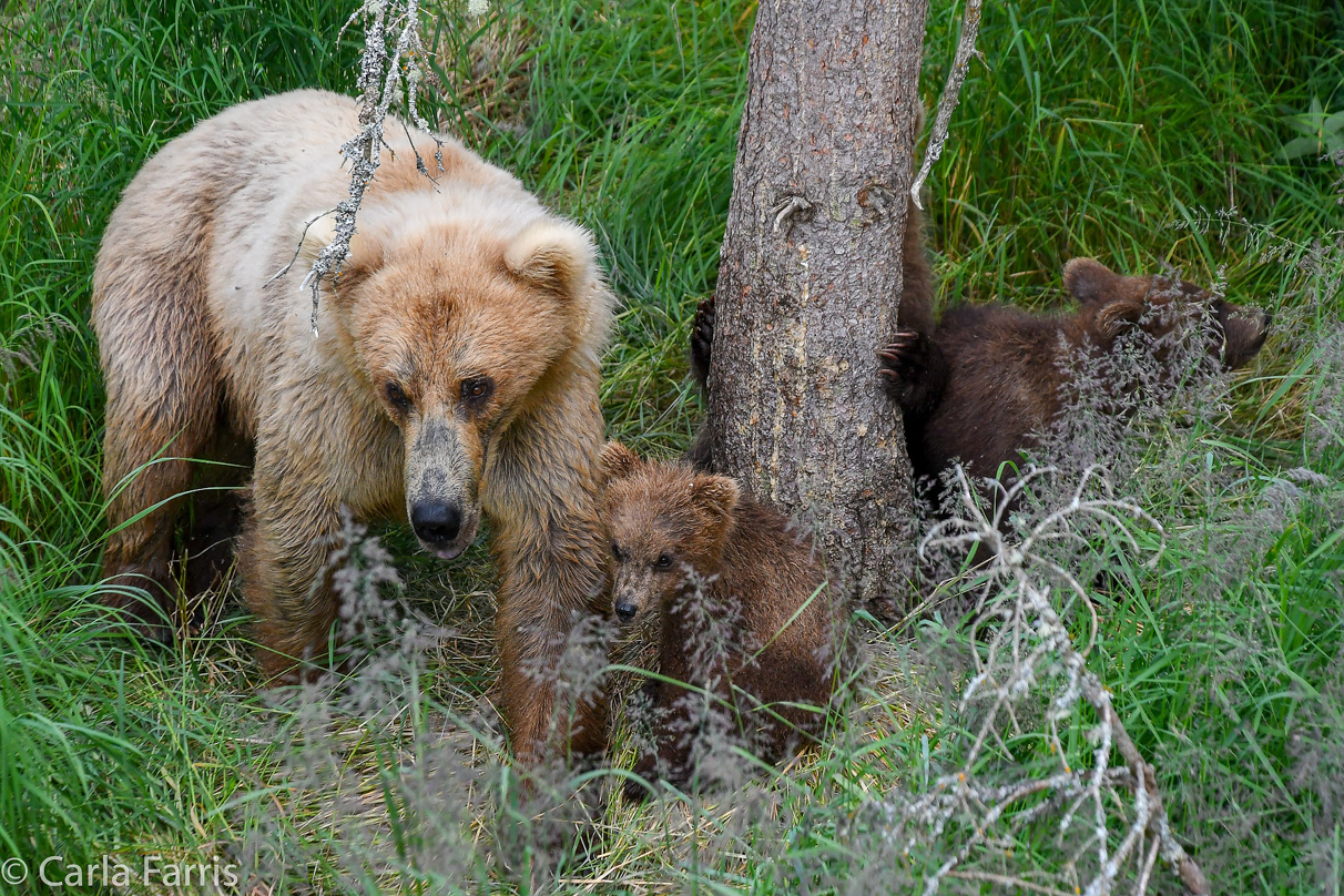 Grazer (128) & cubs