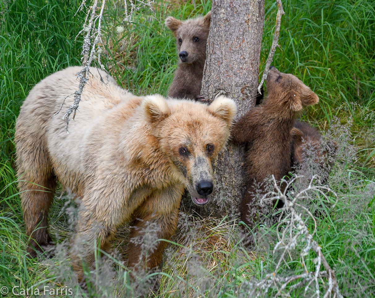 Grazer (128) & cubs