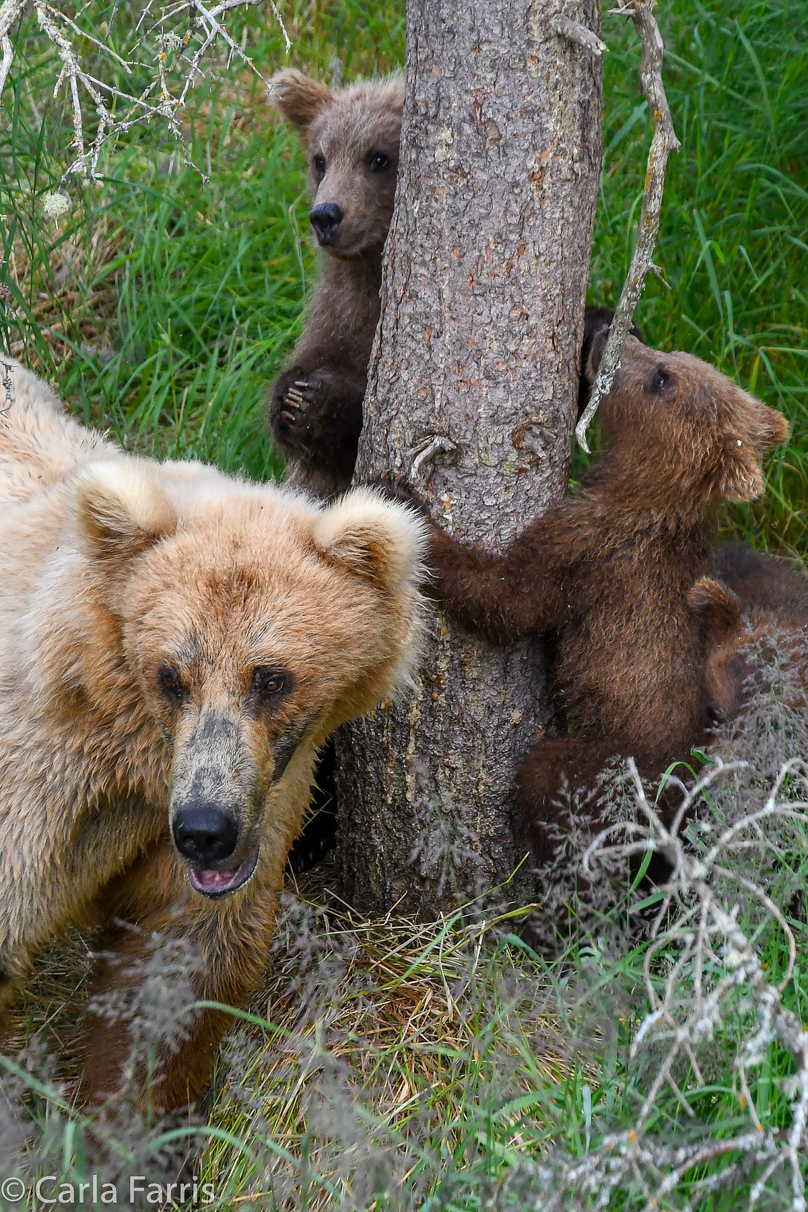 Grazer (128) & cubs