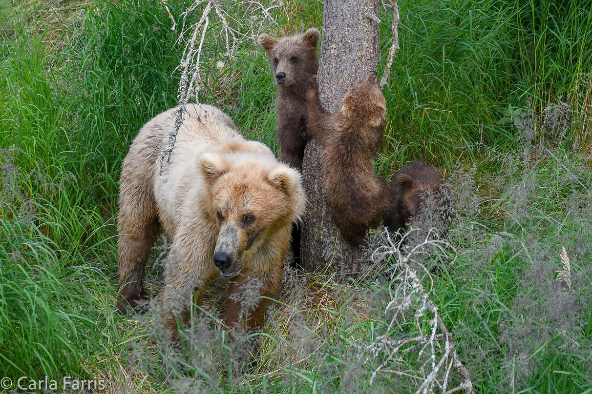 Grazer (128) & cubs