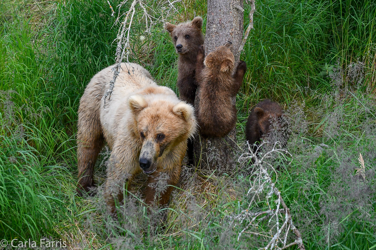 Grazer (128) & cubs