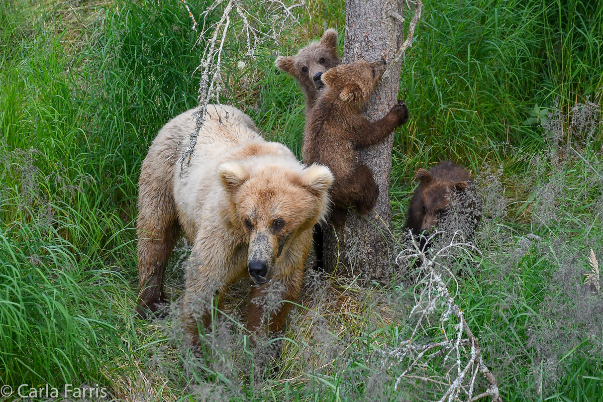 Grazer (128) & cubs