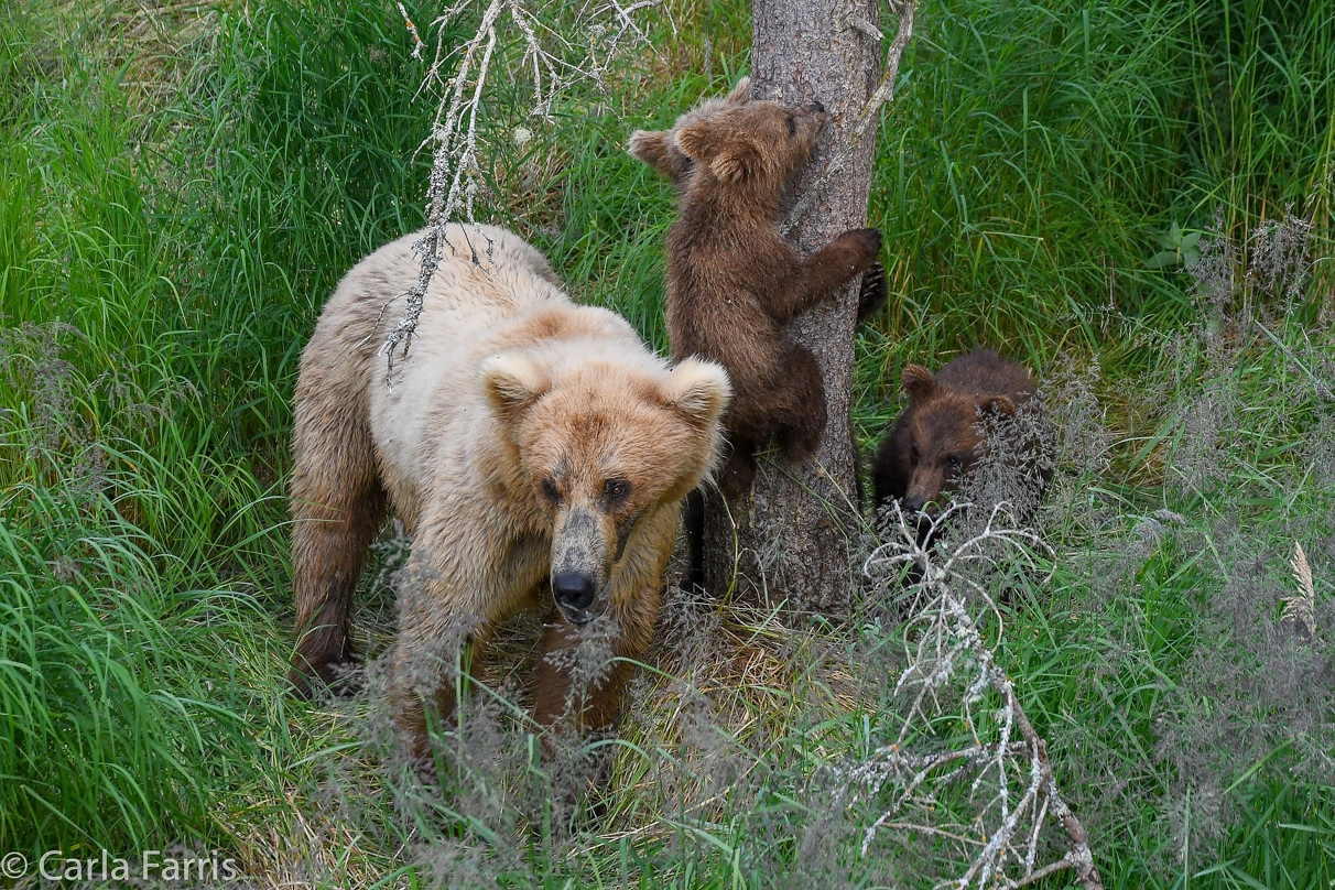 Grazer (128) & cubs