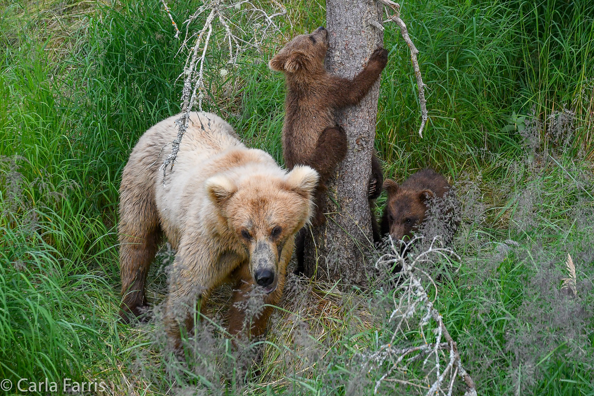 Grazer (128) & cubs