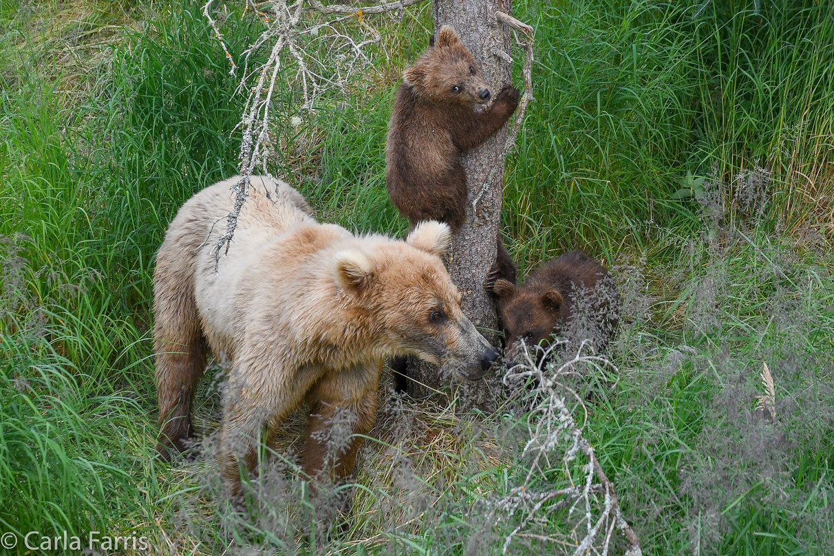 Grazer (128) & cubs