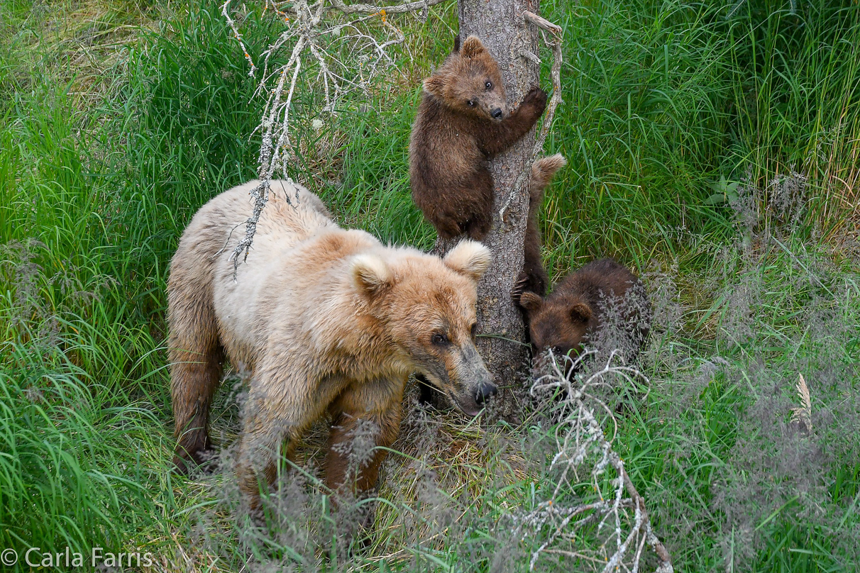 Grazer (128) & cubs