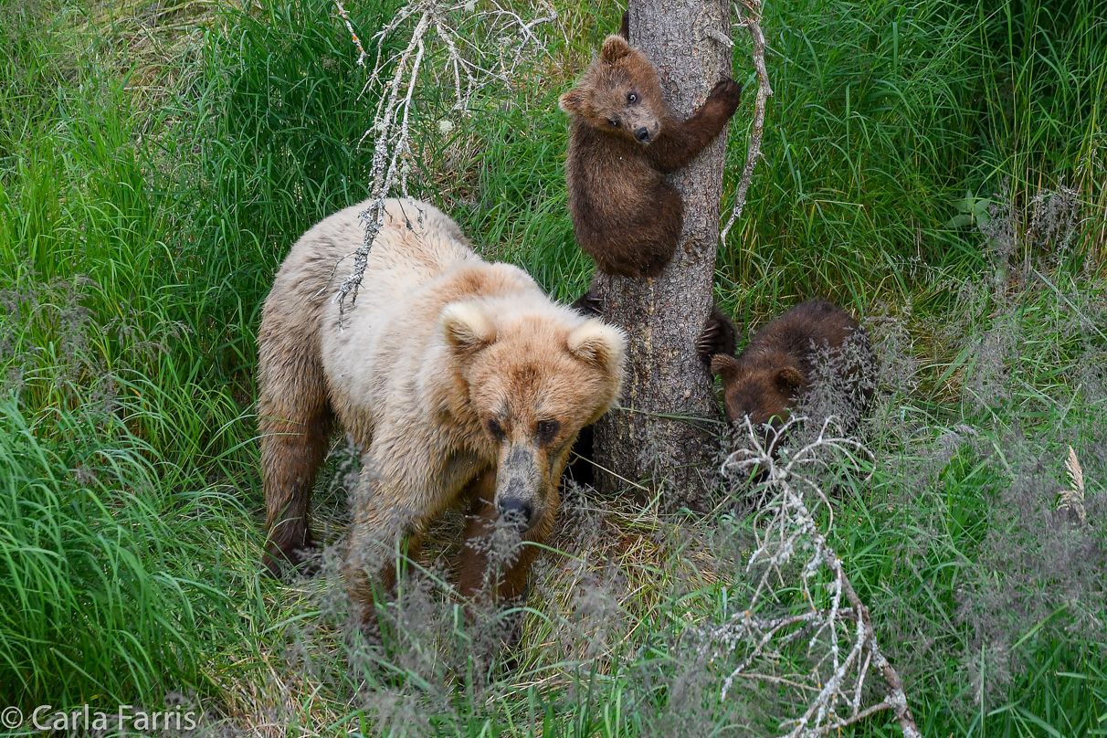 Grazer (128) & cubs