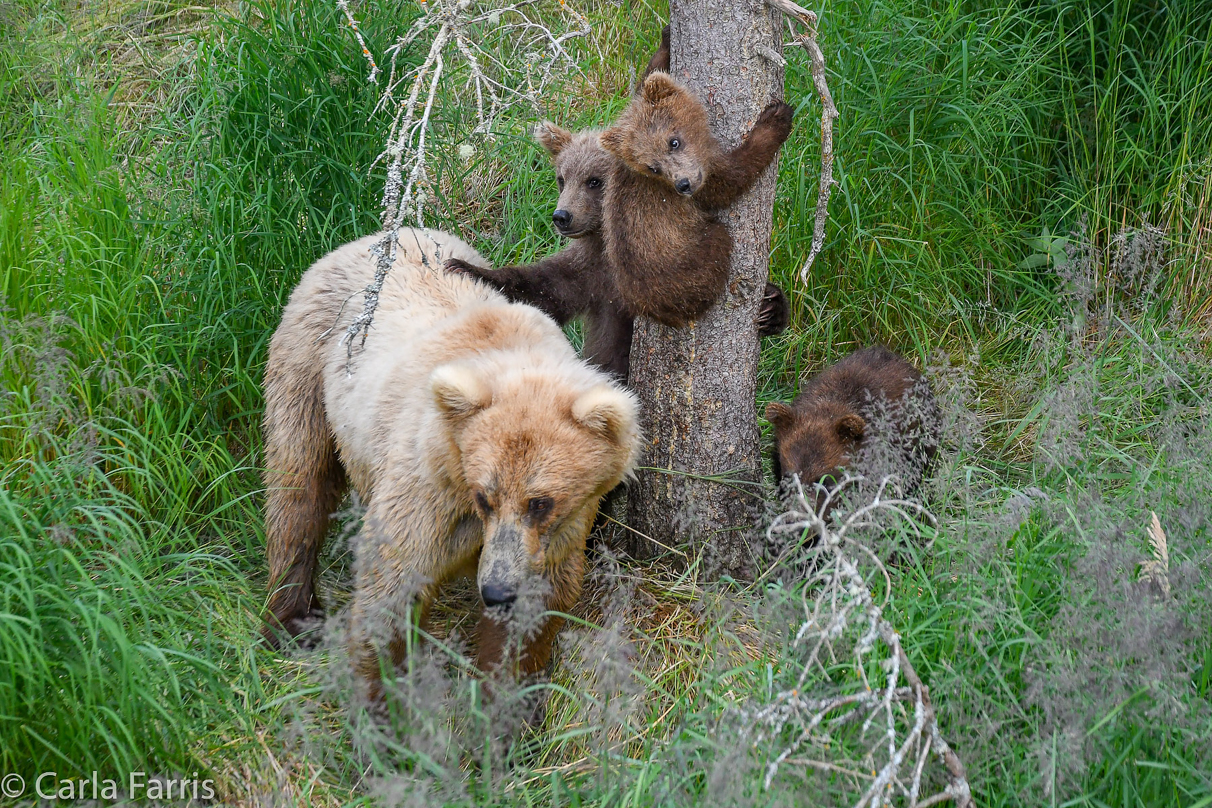 Grazer (128) & cubs