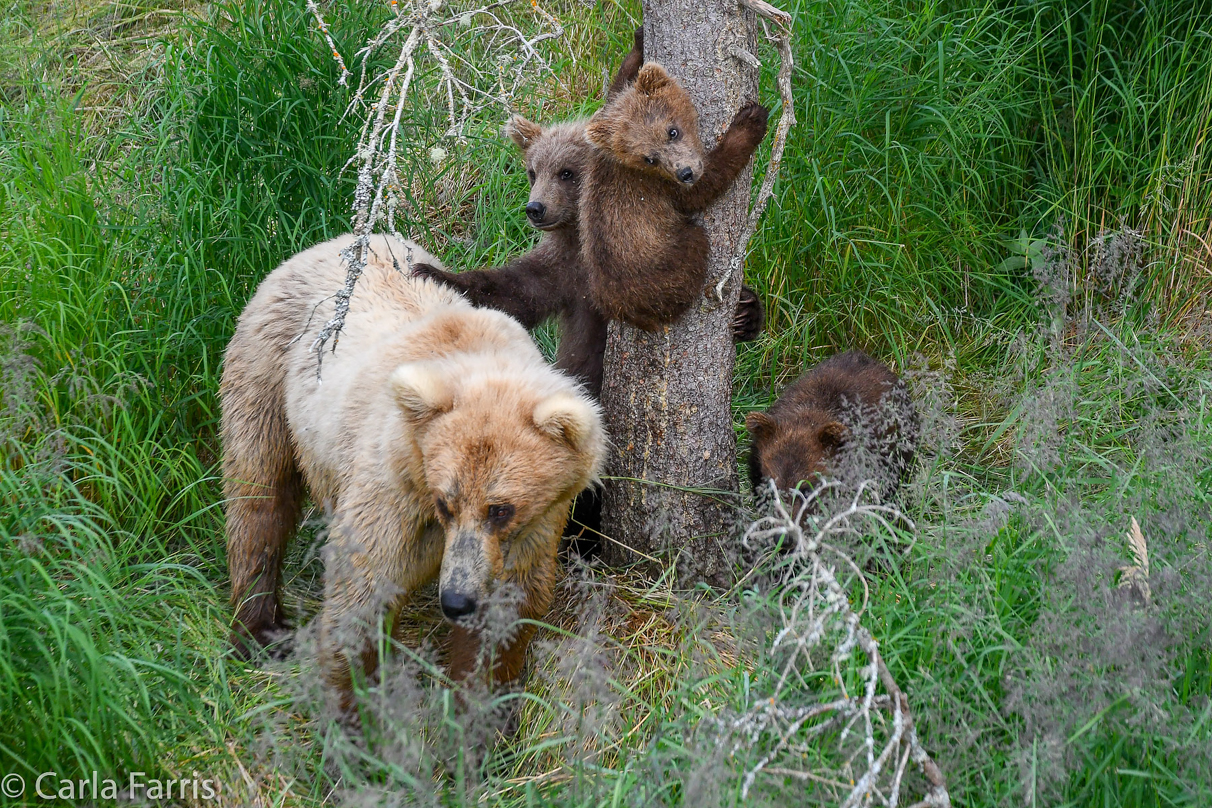 Grazer (128) & cubs