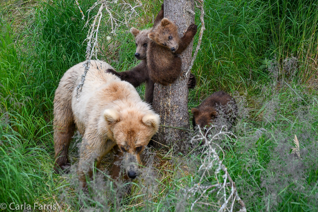 Grazer (128) & cubs