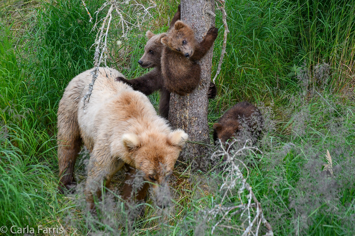 Grazer (128) & cubs