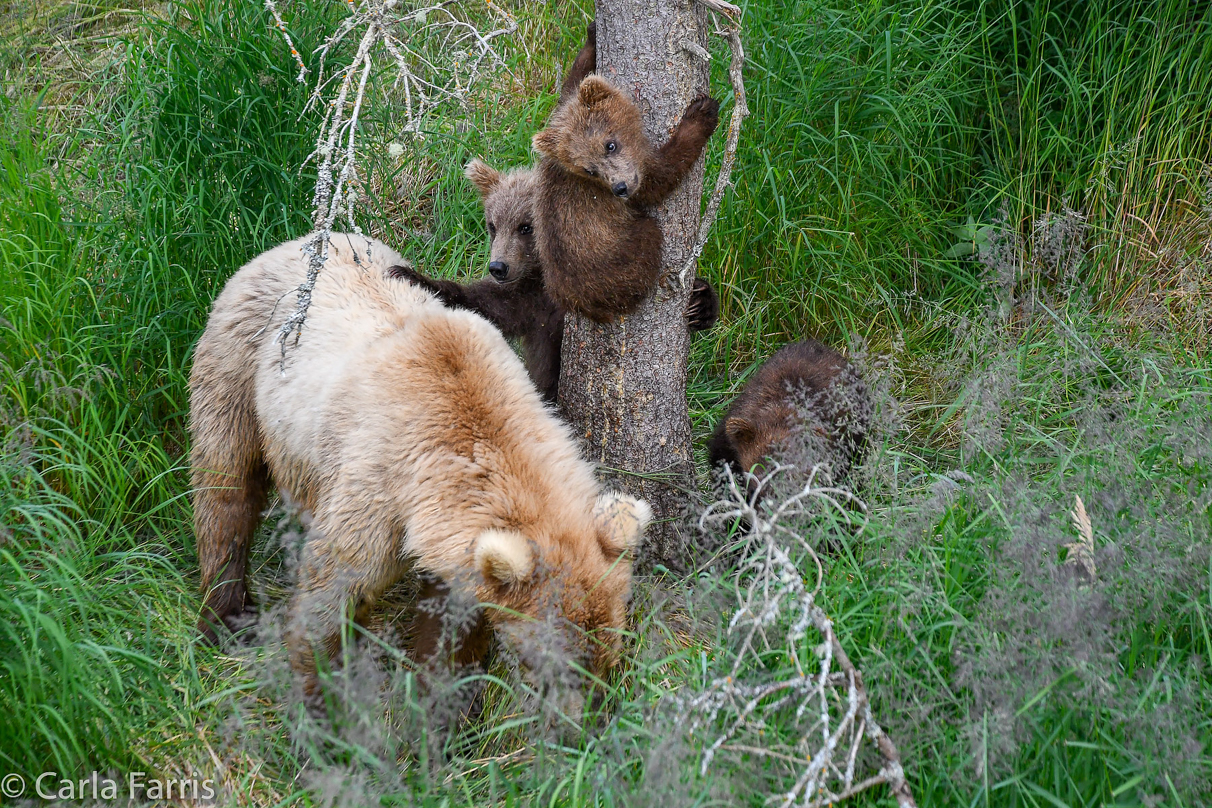 Grazer (128) & cubs