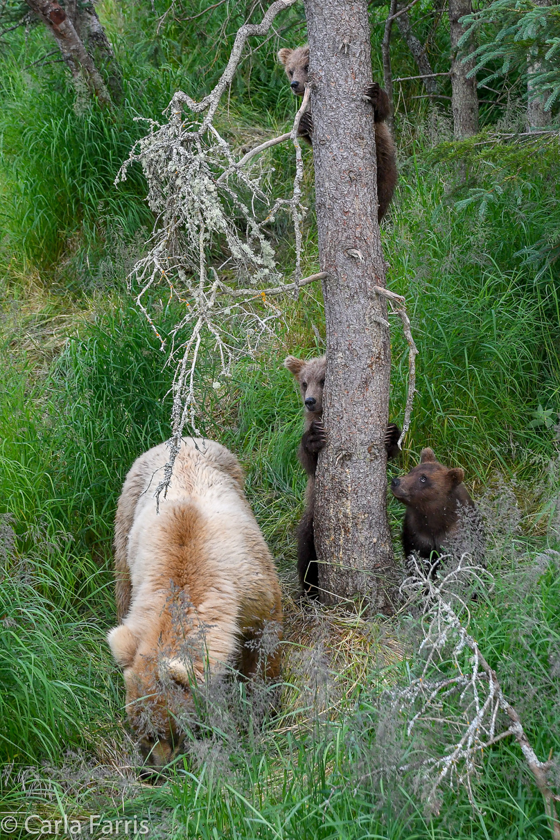 Grazer (128) & cubs