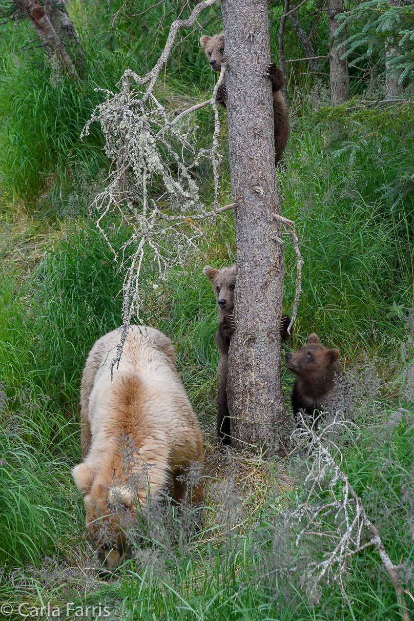 Grazer (128) & cubs