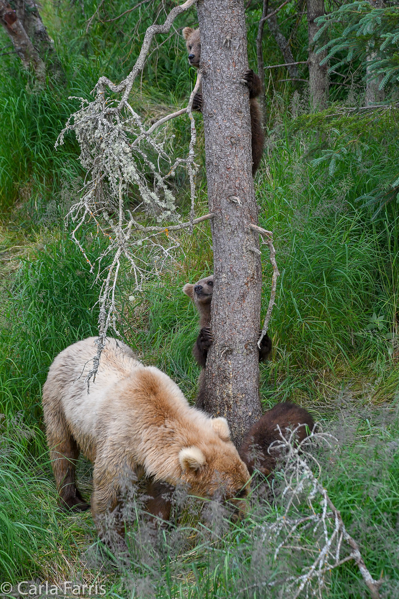 Grazer (128) & cubs