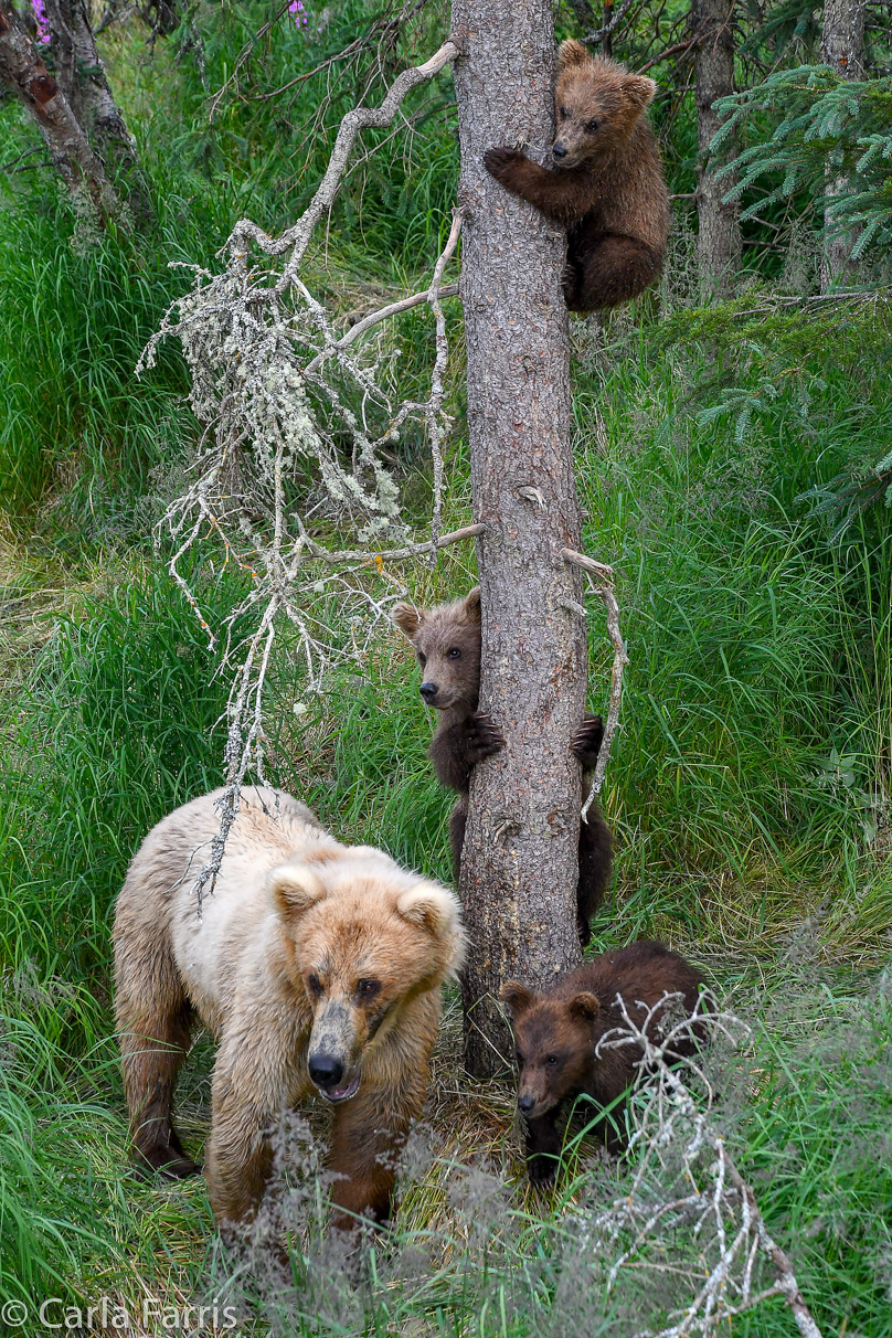 Grazer (128) & cubs