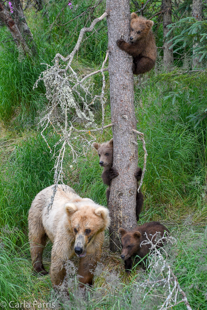 Grazer (128) & cubs