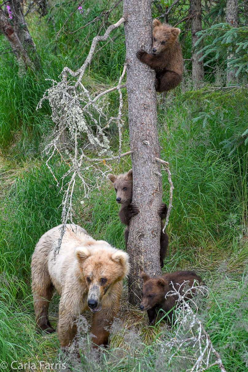 Grazer (128) & cubs