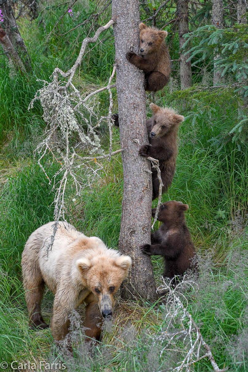 Grazer (128) & cubs