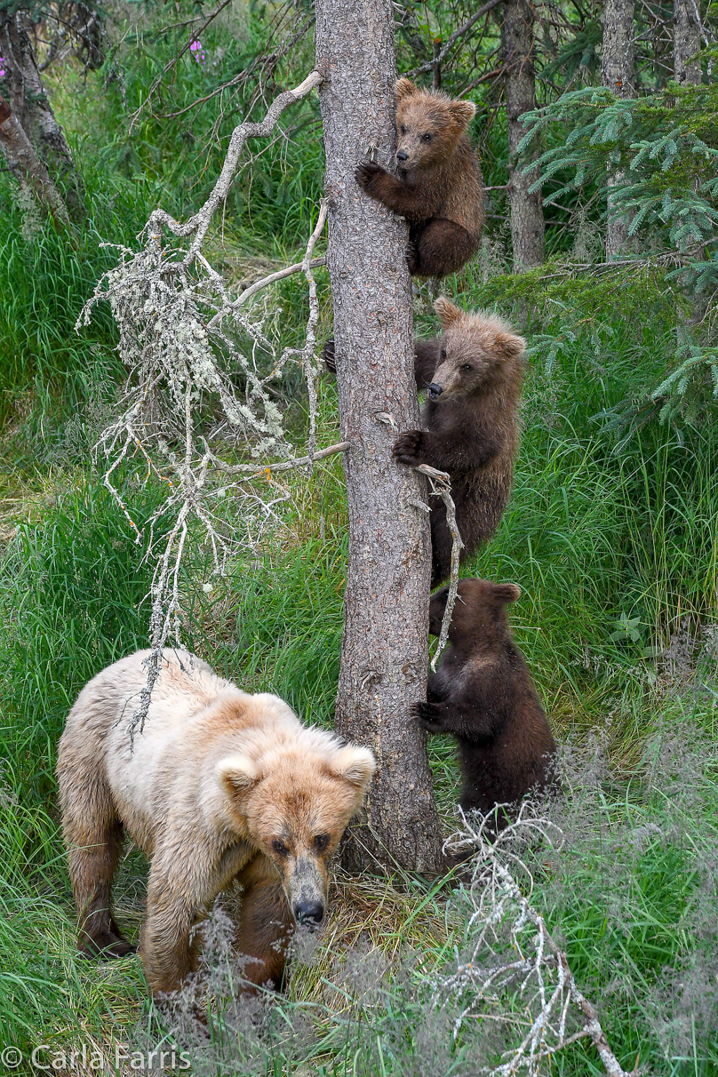 Grazer (128) & cubs