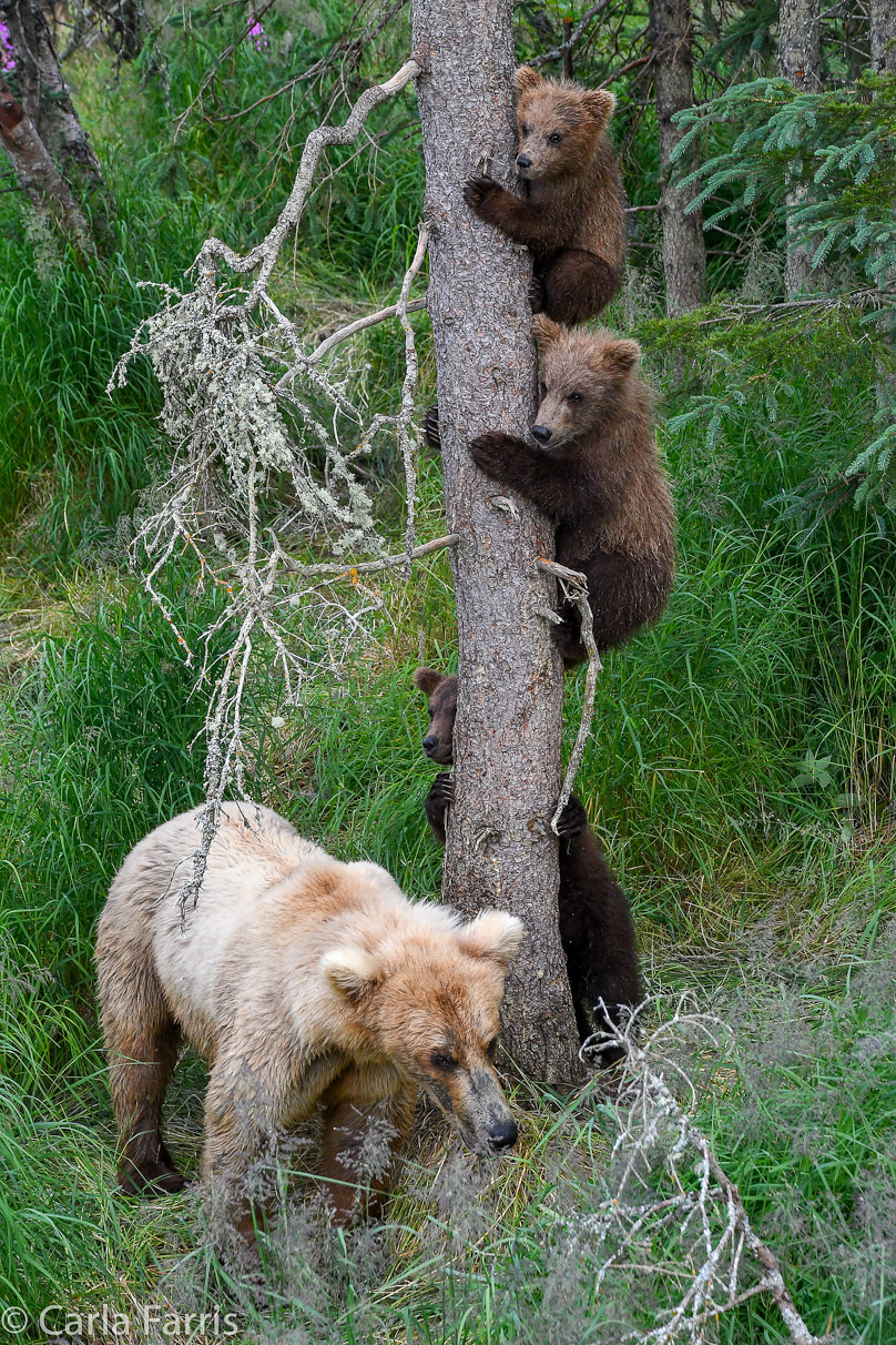 Grazer (128) & cubs