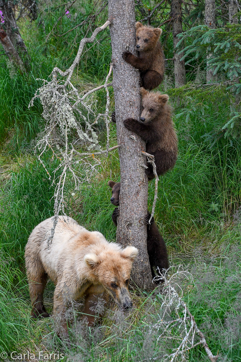 Grazer (128) & cubs